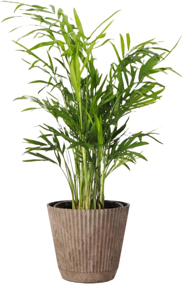 Thorsen's Greenhouse Parlor Palm Plant, Live Indoor Plant, Neanthe Bella Palm, Natural Air Purifier, Easy to Grow, Pet Safe Plant, 4-inch Diameter Pot (Coffee)