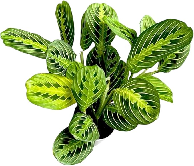 Live Plant, Lemon Lime Maranta Prayer Plant, Pet Friendly, Air Purifying, Easy Care, 12-16 inch Tall, Easy to Grow Rare Indoor Plant, Houseplant, 4 inch Pot by Hopewind Plants Shop