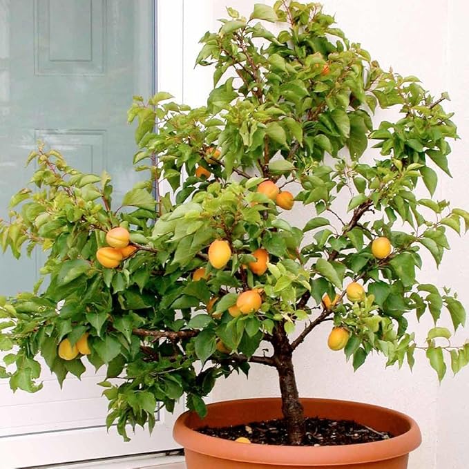 Gardenera Premium Apricot Potting Soil Mix - Ideal Nutrient Blend for Growing Robust, Flavorful, and Bountiful Apricots - 20 Quart