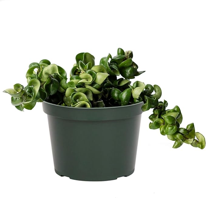 American Plant Exchange Hoya Compacta Hindu Rope, 6-Inch Pot, Live Flowering Wax Plant, Exotic Indoor Houseplant