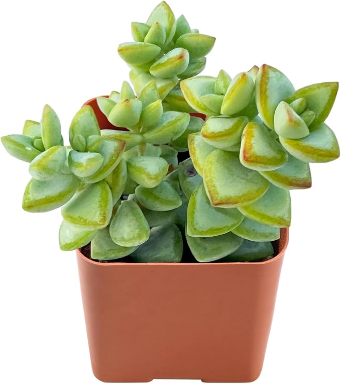 Live Succulent Bead Vine, 2 Inch Fully Rooted Potted Plant, Easy Care & Drought Tolerant, Indoor Houseplant for Home Decor