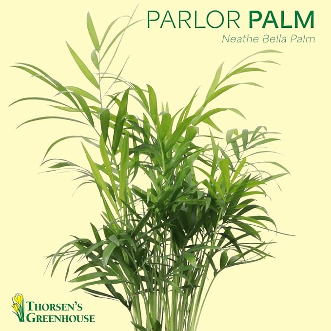 Thorsen's Greenhouse Parlor Palm Plant, Live Indoor Plant, Neanthe Bella Palm, Natural Air Purifier, Easy to Grow, Pet Safe Plant, 4-inch Diameter Pot (Brushed Silver)