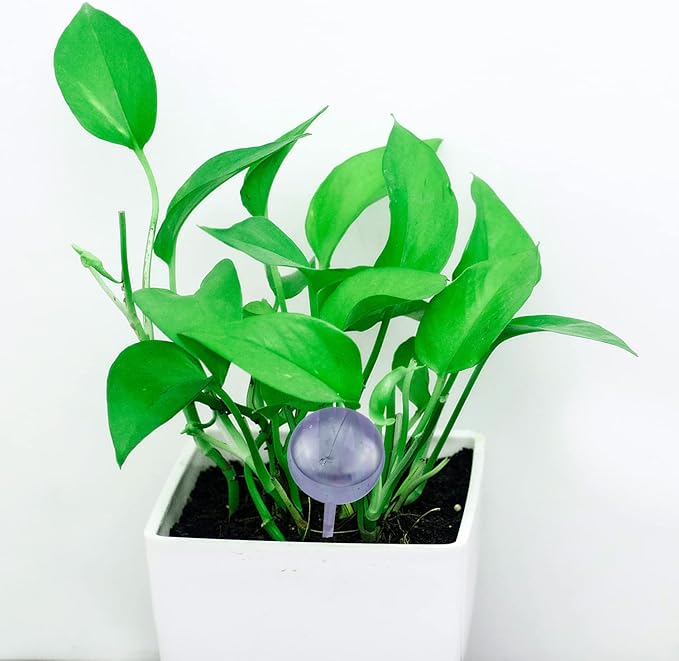 IFAMIO 5 Pack Self-Watering Bulbs Plant Watering Globes Garden Water Device Clear Plant Watering Bulbs Drip Irrigation Device Plant Watering Ball for Home Plant Indoor and Outdoor Blue