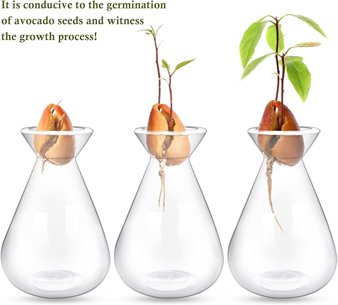 2 Pieces Avocado Seed Starter Vases, Avocados Tree Growing Kit Acorn Bulb Vase Grow Glass Avocado Pit Planter Pot Clear Hydroponics Container for Gardening Lover