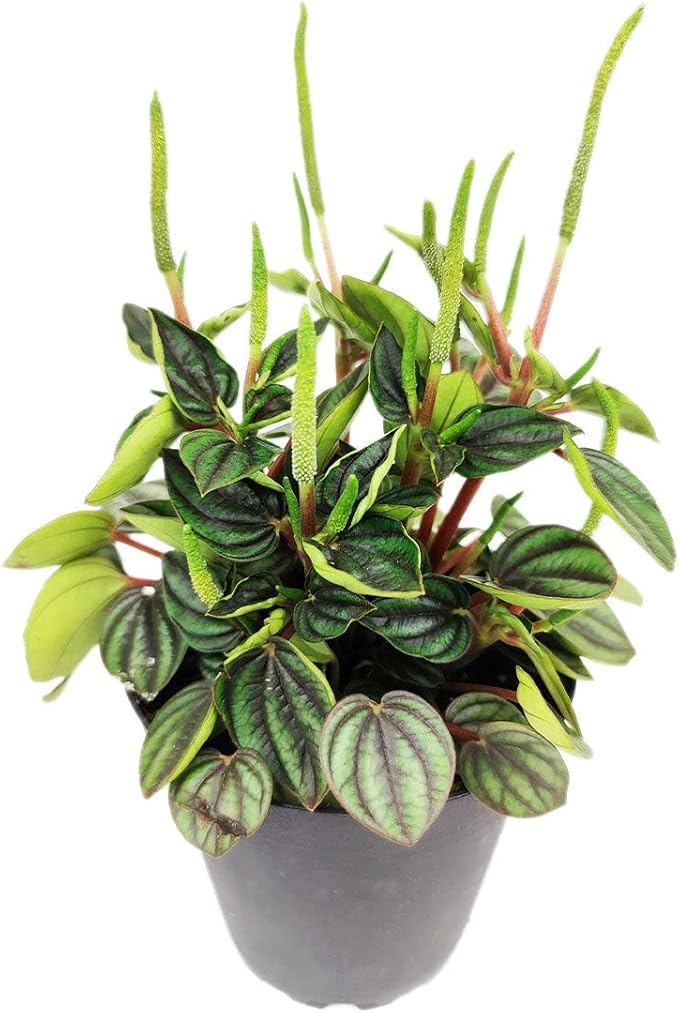 Peperomia Piccolo Banda (4 inch) - Air-Purifying Houseplants - 4/6 inch Unique Live Decorative Houseplants - Low-Maintenance Indoor Plants, House Warming Gift, Natural Air Purifier