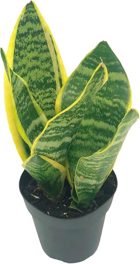 Live Snake Plant – Sansevieria Superba Trifasciata – ragnaroc Tropical Plant in 4” Pot +6” Plant Height - 2ct - Indoor House Plant in Pot, Potted Succulent Plant