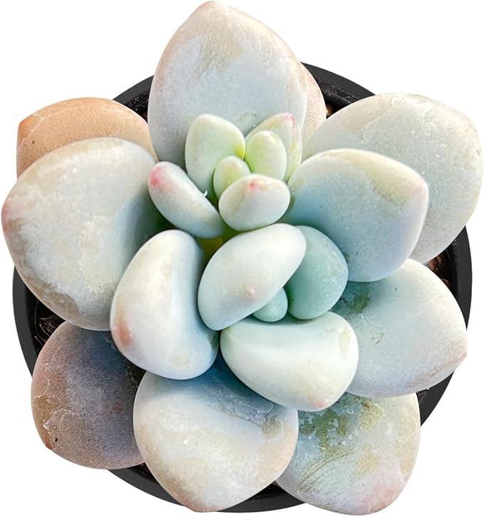 Sprout N Green Graptosedum Miul in 2 inch Starter Pot, Rare Live Succulent Plant Fully Rooted with Soil, Home Office Indoor Outdoor Wedding Decoration DIY Projects Party Favor