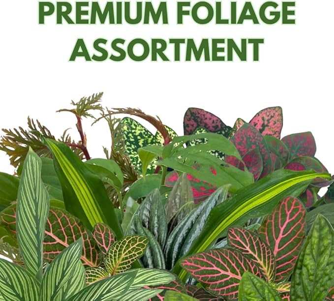 BubbleBlooms Premium Foliage Assortment, Colorful Fern Set, 6 Different House Plants, in 2 inch pots