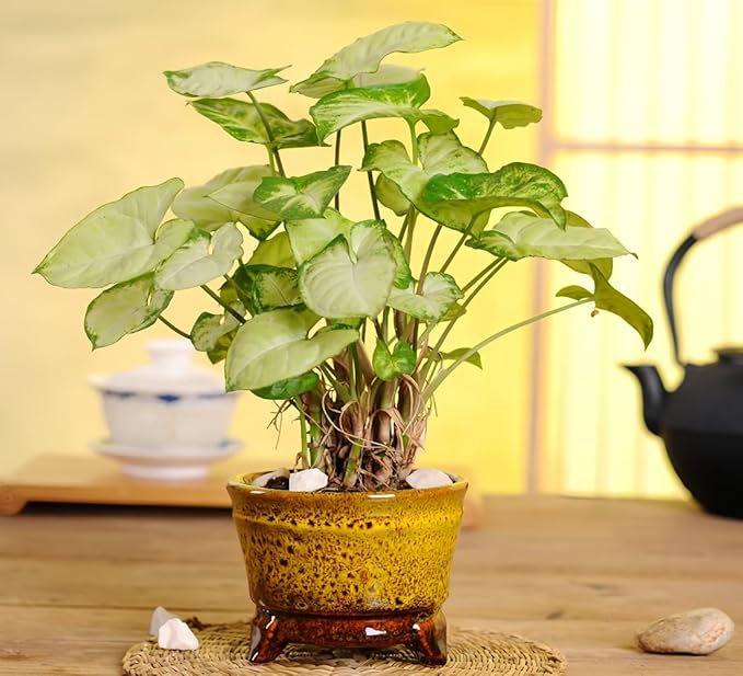 Cute Circular Ceramic Home Garden Decoration Succulent Cactus Flower Pots Container -Plant Not Included (White, 3.86 Inch)