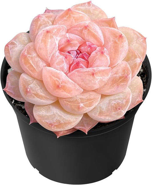 Sprout N Green Echeveria 'ICY Laui' Sugar Heart, Rare Live Succulent Fully Rooted in 2" Pot with Soil, Home Office Indoor Outdoor Wedding Decor DIY Projects Party Favor, Easy to Care, Pet Friendly