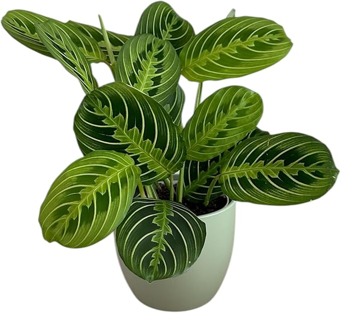 Live Plant, Lemon Lime Maranta Prayer Plant, Pet Friendly, Air Purifying Plant, Easy Care, Easy to Grow Live Indoor Plant, Houseplant, Rare Indoor Plant, Home Décor Pot (Sage)