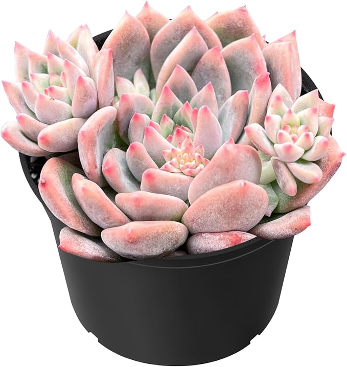 Sprout N Green Echeveria White Ice, Live Rare Succulent Potted 2" Planter, Real House Plant for Party Favors Home Indoor Outdoor Garden Wedding Decoration DIY Projects