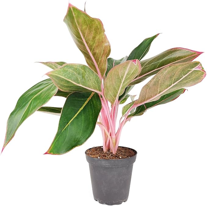 Chinese Evergreen 'Red Siam' (4 inch) - Air-Purifying Houseplants - 4/6 inch Unique Live Decorative Houseplants - Low-Maintenance Indoor Plants, House Warming Gift, Natural Air Purifier