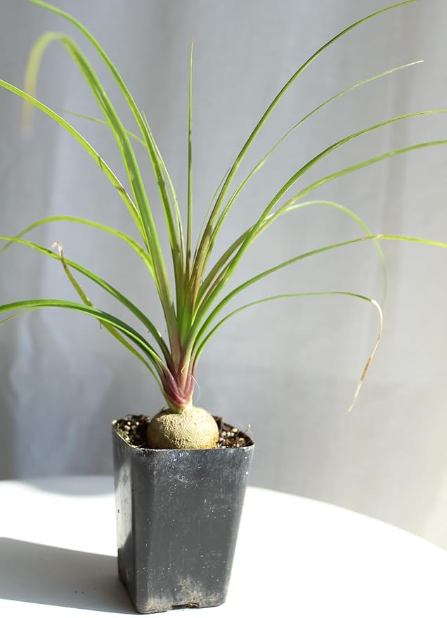 Ponytail Palm (Beaucarnea Recurvata) Live Indoor House Plant in 2-Inch Pot – Low Maintenance, Air-Purifying Plant (1)