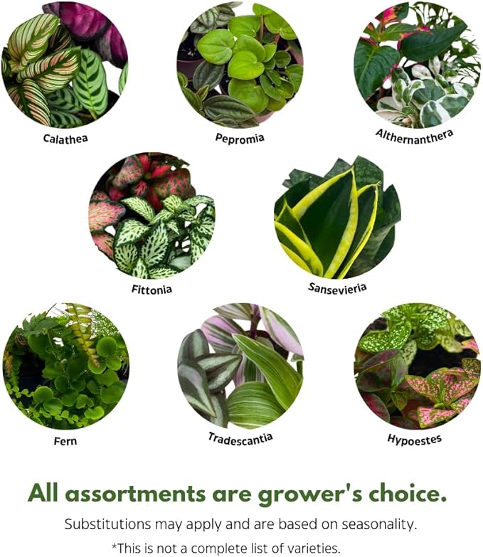 BubbleBlooms Premium Foliage Assortment, Colorful Fern Set, 6 Different House Plants, in 2 inch pots