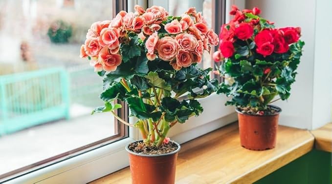 Gardenera Begonia Plant Potting Mix - Elevate Your Space with a Premium Blend for Captivating Flower Beauty - 20 Quart