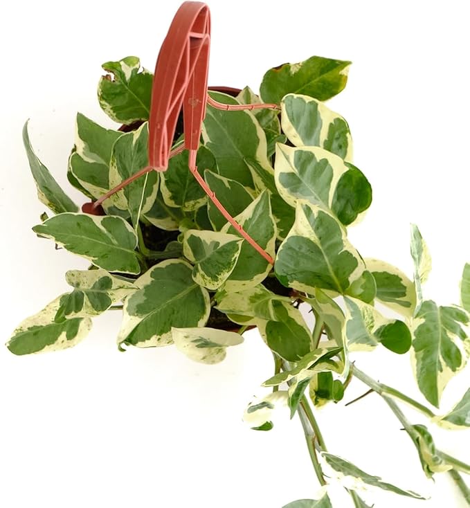 Shop Succulents Pothos N Joy, Live Indoor Plant, Low Maintenance Houseplant with Elegant Green and White Variegated Leaves, Home Decor, Office, and Room Enhancement, 6 Inch Nursery Pot