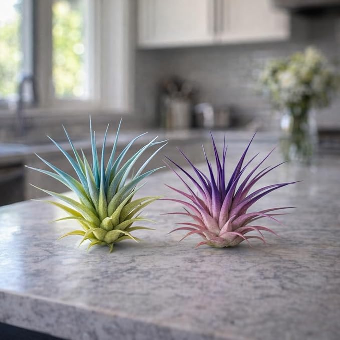 Live Colored Air Plants 2 Pack - Vibrant Color Enhanced Tillandsia, Easy Care Indoor Outdoor Houseplant, Home Decor, Terrariums & Gifts
