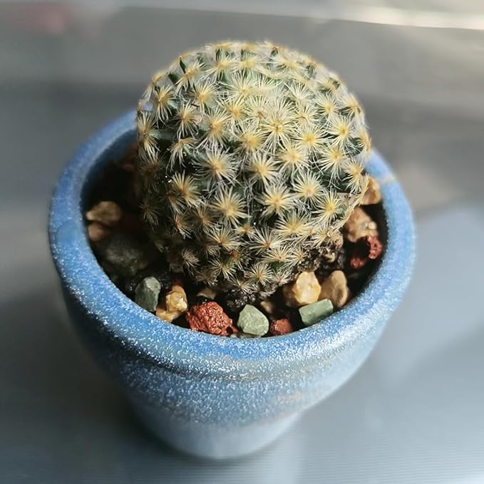 YISZM Succulent Cactus Soil Potting Mix Horticultural Lava Rocks Bonsai Soil for Indoor Plants Drainage Volcanic Rock for Terrarium Gardening Top Dressing 5lb