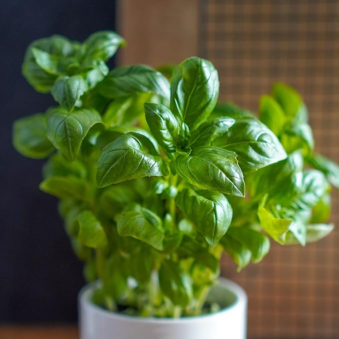 Mini Herb Garden
