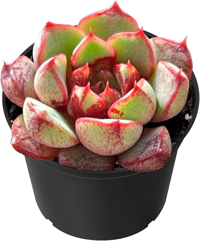 Sprout N Green Echeveria Firework, Live Succulent Plant Fully Rooted in 2" Pots with Soil Mix, Real Houseplant for Indoor Outdoor Home Office Wedding Decoration Party Favor