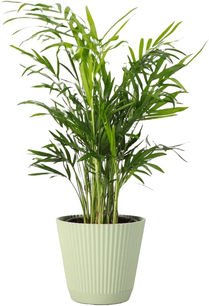 Thorsen's Greenhouse Parlor Palm Plant, Live Indoor Plant, Neanthe Bella Palm, Natural Air Purifier, Easy to Grow, Pet Safe Plant, 4-inch Diameter Pot (Sage)