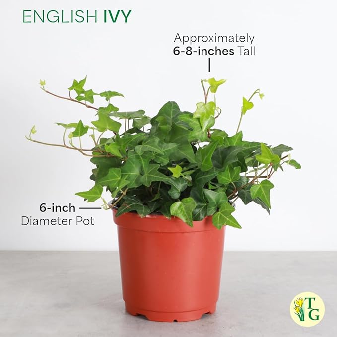 Thorsen's Greenhouse Live Green English Ivy Plant, Hedera Helix, Natural Air Purifier, Easy to Grow, Live Indoor Houseplant, (Chocolate - 6" Pot)