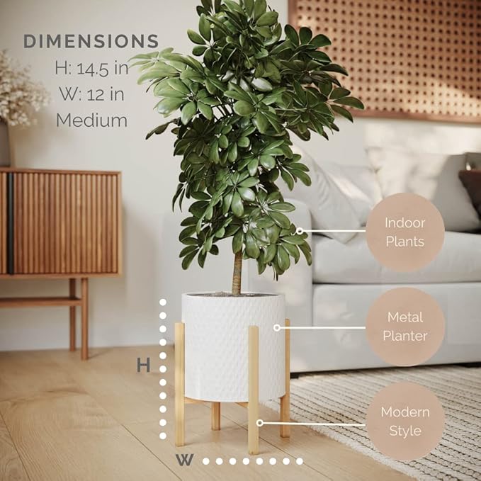 EverNest Claire Minimalist White Plant Pot with Kinsley Wood Stand, Indoor Mid-Century Planter, SelectBase, Modern Plant Holder, Boho Style Home Décor Pots (Medium, 2 Gallon)