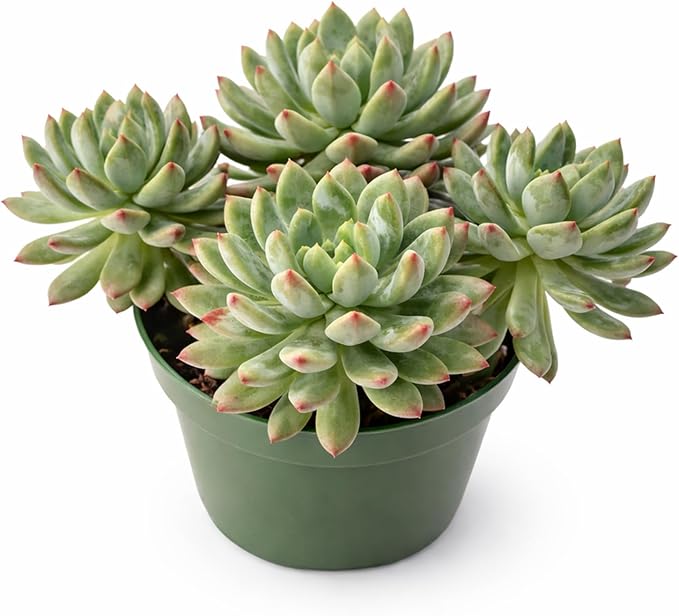 Live Succulent Plants Echeveria 'Blue Apples', Easy Care Potted Succulents in 4" Pots, Indoor Houseplant, Unique Gifts, Home Office Décor