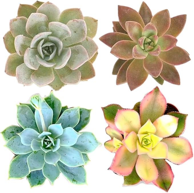 Succulents Plants Live Mini Succulent Pots in 2" Pots Indoor Desk Home Decor Gift Set Indoor Plants Live Houseplants for Room Decor (4 Succulent Plants)