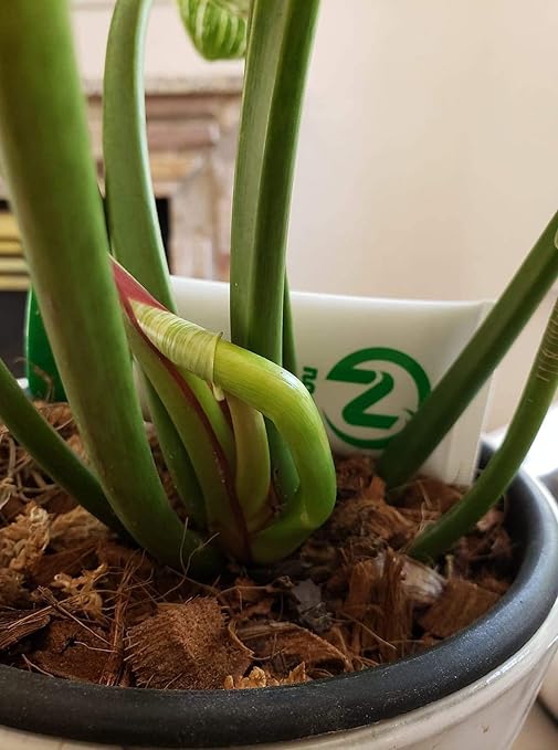 Noot Indoor Coconut Chips Husk Bark Potting Mix Coco Coir Brick. Avoid Root Rot with Fast Draining Soil. Houseplant, Monstera, Fiddle Leaf Fig, Orchid. Hydrate in Bag for ~ 2 Gal.