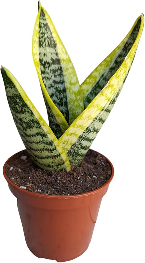 Generic Superba Robusta Snake Plant Sanseveria, 4 inch Pot, Impossible to Kill, Indoor/Outdoor, Yellow/green