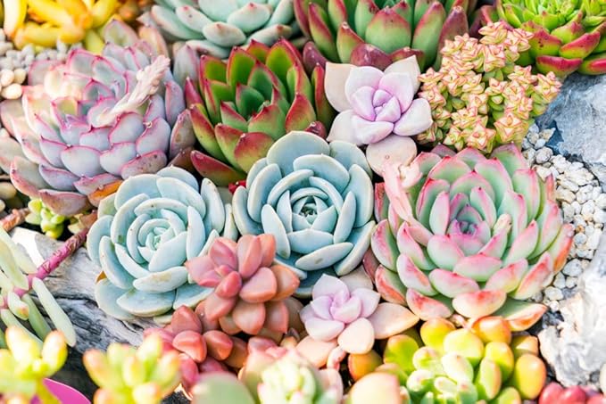 Live Succulent Plants (5 Pack Assortment), 2" Live Succulents Fully Rooted in Grower Pots, Succulent Plants Live, by The Succulent Cult