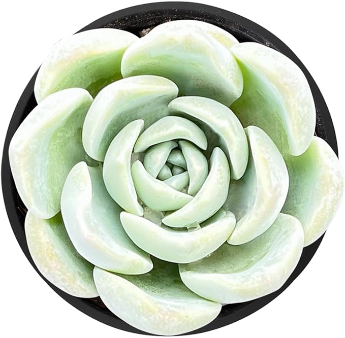Sprout N Green Echeveria Ice Green sp., Live Rare Succulent Potted 2" Planter, Real House Plant for Party Favors Home Indoor Outdoor Garden Wedding Decoration DIY Projects