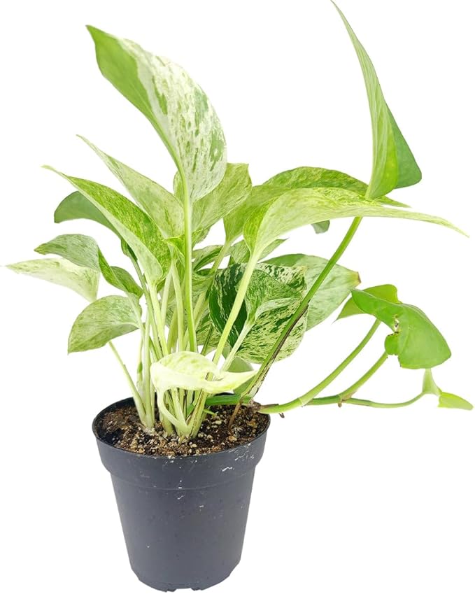 Pothos 'Marble Queen' (4 inch) - Air-Purifying Houseplants - 4/6 inch Unique Live Decorative Houseplants - Low-Maintenance Indoor Plants, House Warming Gift, Natural Air Purifier