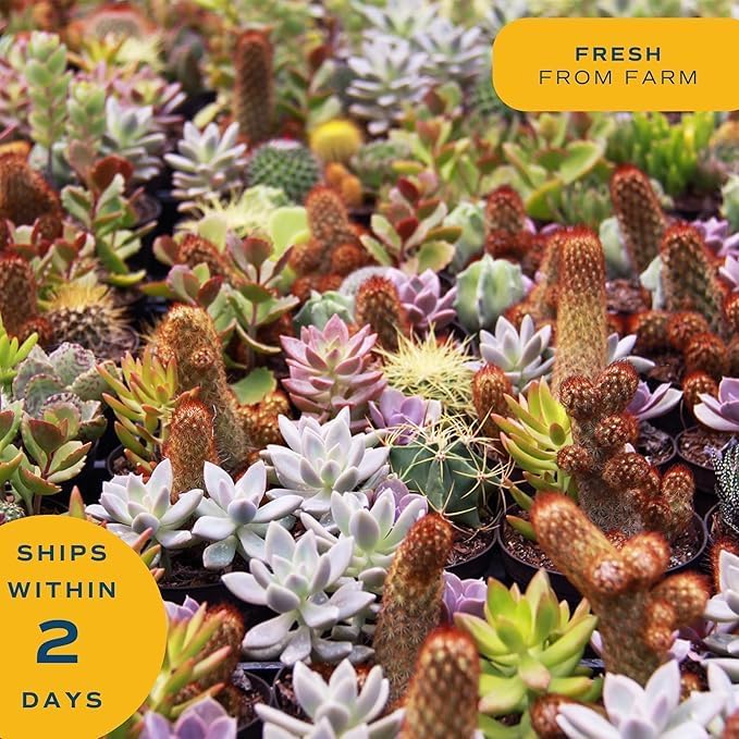 Costa Farms Haworthia Live Plant in Decorative Pot, Easy to Maintain Succulent Indoor Houseplant, Perfect for Home, Room, or Office Decor, Great House Warming or Birthday Gift, 2.75-6 Inches Tall