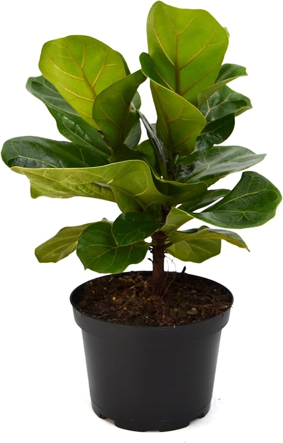 Live 6 Inch Ficus Bambino (Compact Fiddle Leaf Fig) in Nursery Grower Pot | Easy-Care Indoor Houseplant for Home and Office Décor | Air-Purifying Live Plant Gift