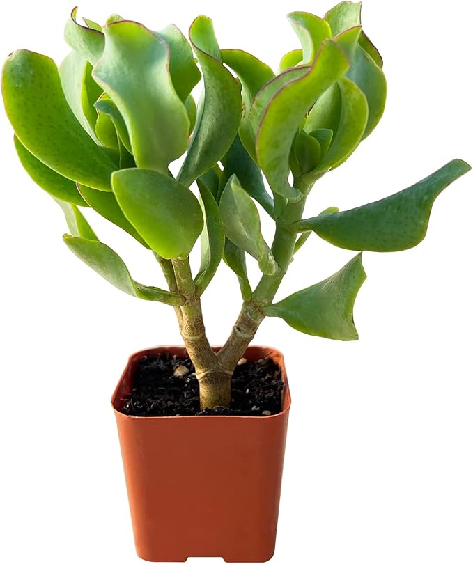 Sprout N Green Ripple Jade - Crassula Arborescens Undulatifolia, Rare Cute Succulent Plant Fully Rooted in 2" Pot