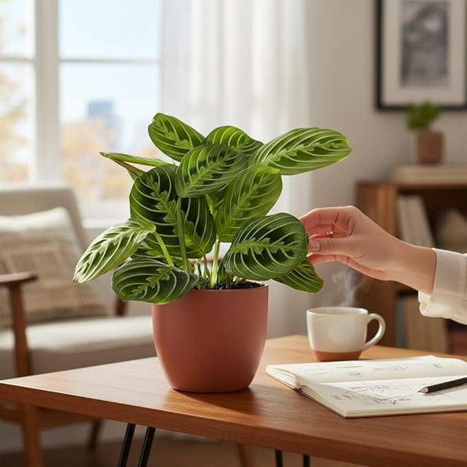 Live Plant, Lemon Lime Maranta Prayer Plant, Pet Friendly, Air Purifying Plant, Easy Care, Easy to Grow Live Indoor Plant, Houseplant, Rare Indoor Plant, Home Décor Pot (Coral)