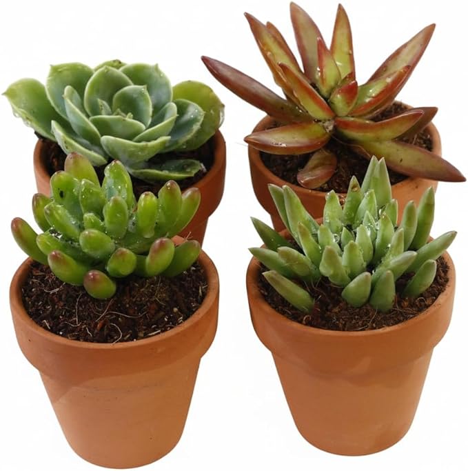 Succulents Plants Live Mini Succulent Pots in 2" Pots Indoor Desk Home Decor Gift Set Indoor Plants Live Houseplants for Room Decor (4 Succulent Plants)