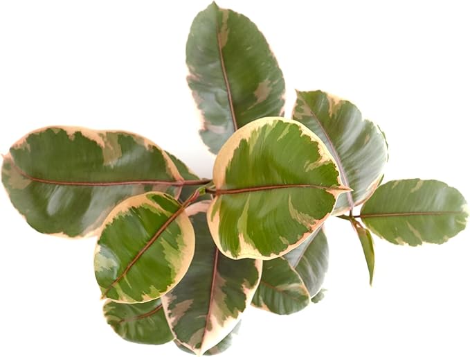 Shop Succulents Ficus Tineke, Live Indoor Plant, Low Maintenance Rubber Tree with Vibrant Pink and Green Leaves, Ideal for Home Decor, Office, and Room Enhancement, 6 Inch Nursery Pot