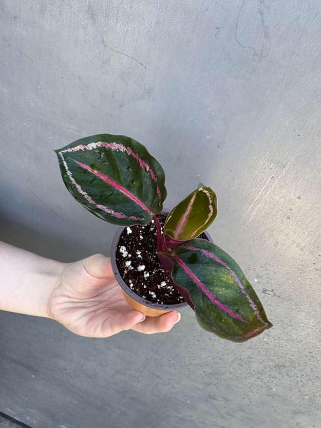 PLANTVERS Live Calathea Plant in 2" Grow Pot – Easy Care & Low Maintenance Tropical Houseplant – Air Purifying Indoor Plant for Low Light & Home Décor (Calathea Roseopicta ‘Illustris’)