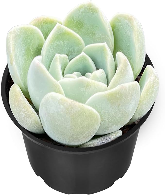 Sprout N Green Echeveria Ice Green sp., Live Rare Succulent Potted 2" Planter, Real House Plant for Party Favors Home Indoor Outdoor Garden Wedding Decoration DIY Projects