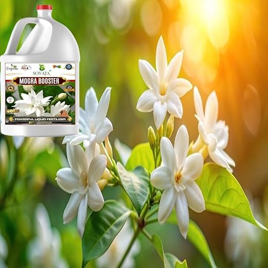Sovata® Mogra Booster, Essential Organic Powerful Liquid Fertilizer for heavy flowering and fast growth of Mogra Plants. (500 ml)