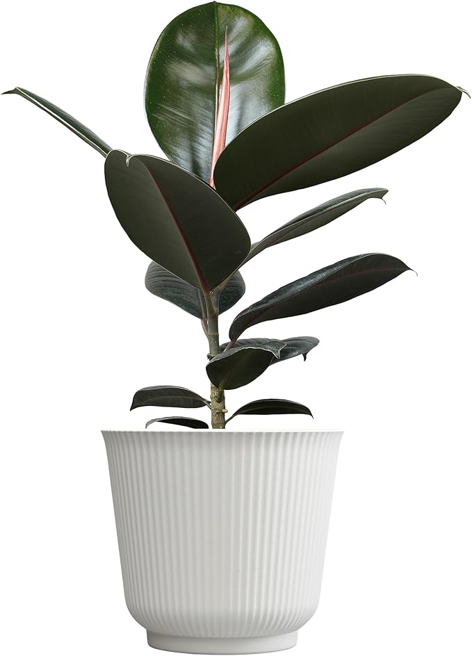 Burgundy Rubber Tree Houseplant Decor in 6" White Pot, Live Ficus, Easy Care, Variegated Ficus Elastica, Popular Live Botanical, Real Plants, Air Purifying Office & Desk Decor by Plants for Pets