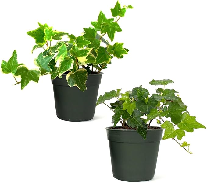 American Plant Exchange English Ivy Bundle, 2 Pack 4-Inch Pots, Green and Variegated, Vining Houseplants, Live Indoor Plants, Fast Growing, Easy to Care, Versatile Home & Garden Décor
