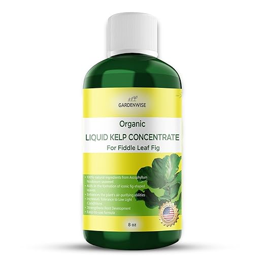 GARDENWISE Fiddle Leaf Fig Plant Food – Liquid Seaweed Kelp Fertilizer for Plants – Made in USA (8 OZ)
