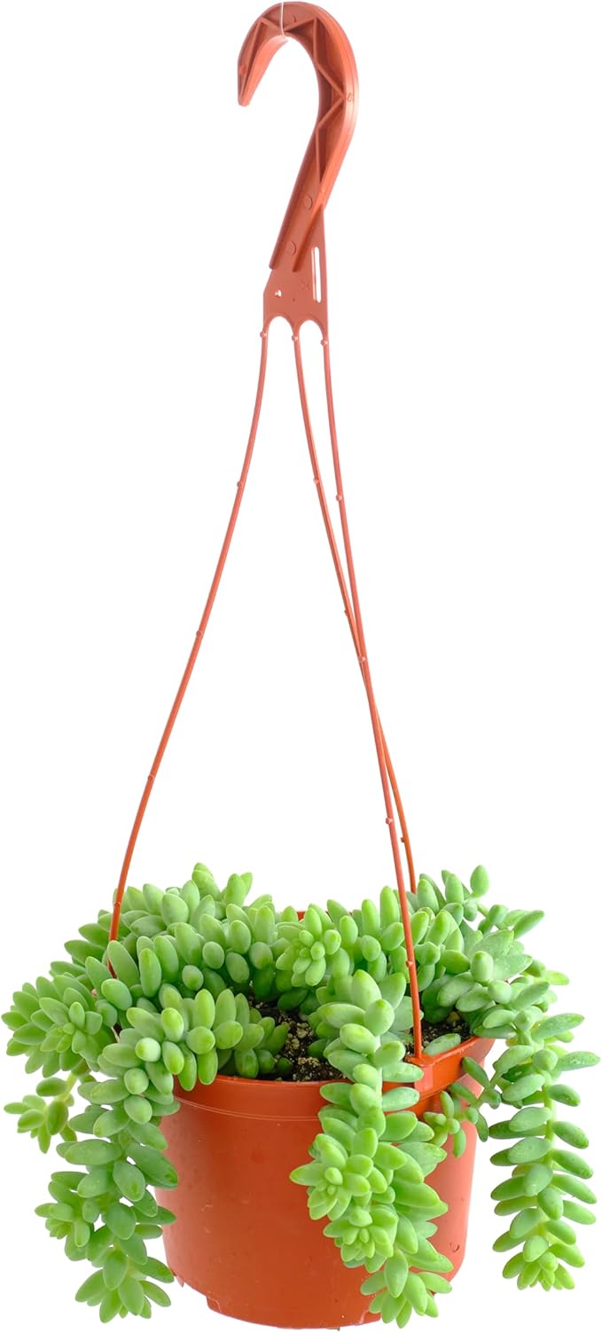Shop Succulents Burro's Tail Hanging Succulent, Sedum morganianum, Fully Rooted Live 6" Succulent Plant with Hanger, Low Maintenance Indoor Plant, Trailing Succulents, Gift & Garden
