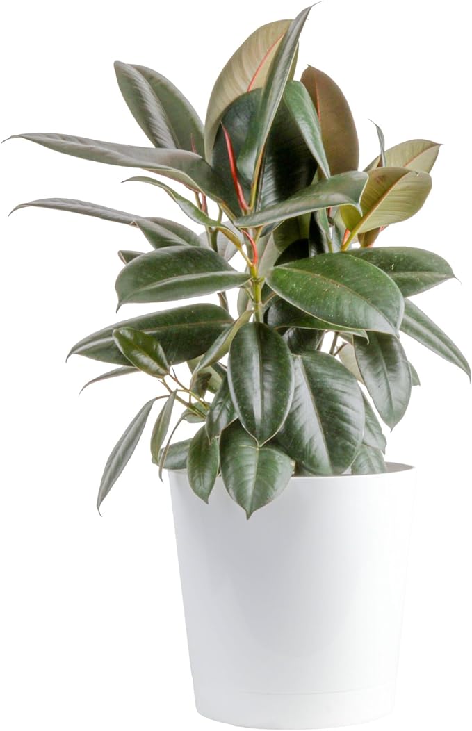 Costa Farms Burgundy Rubber Plant Live Plant in Decorative Pot, Air Purifying Large Indoor Houseplant, Perfect for Home, Room, or Office Decor, Great House Warming or Birthday Gift, 2-3 Feet Tall
