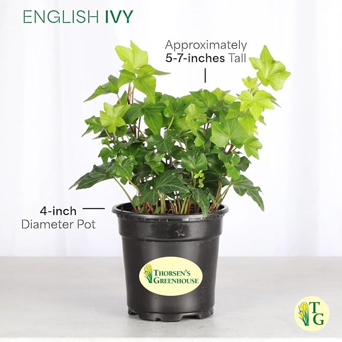 Thorsen's Greenhouse Live Green English Ivy Plant, Hedera Helix, Natural Air Purifier, Easy to Grow, Live Indoor Houseplant, 4" Diameter Pot (White)
